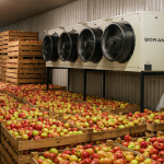 سردخانه سیب